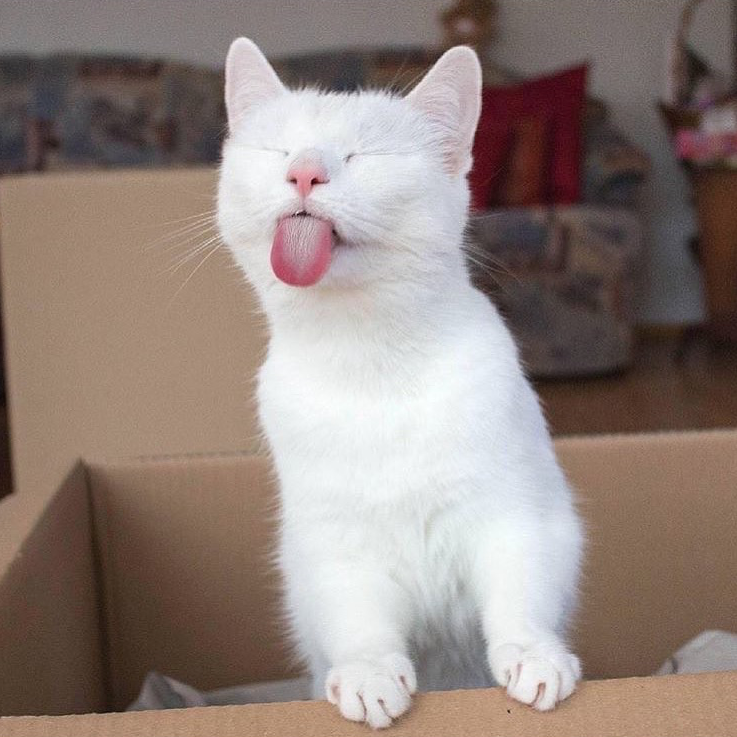 "Dis my box meow! *mlem*" @meowlaska 