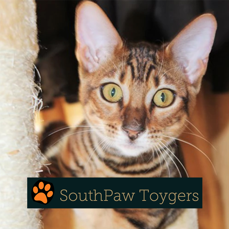 53++ Toyger kitten nc Cat Images [HD]