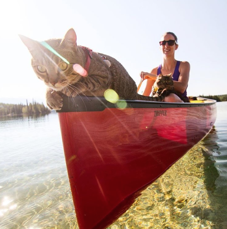 Have you taken your adventure cats out in the canoe lately? @boltandkeel
