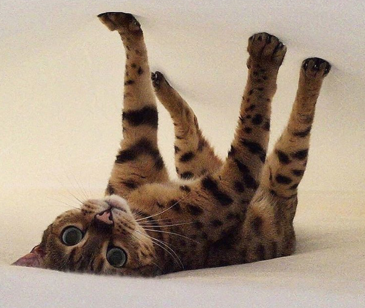Bed time for you? Most likely play time for your cat! @nancy_bengal