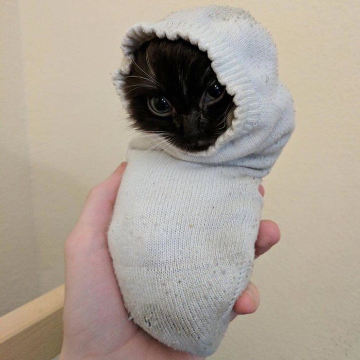 Who ordered the purrito? Me. I odered it. Give it here!