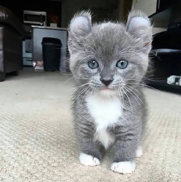 Tiny baby munchin koala kitten? Yes please. @the.dailykitten