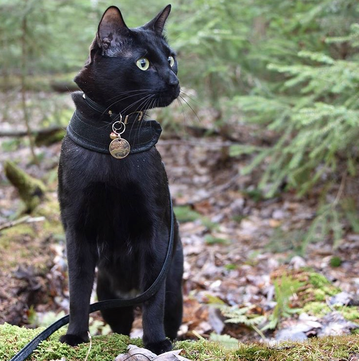 Sirius Black is both gentleman and adventurer! Especially with the name of a great wizard. @siriusblack.adventurecat