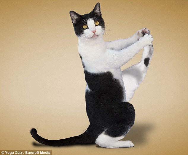 Cat Yoga: That’s right, yoga with cats.