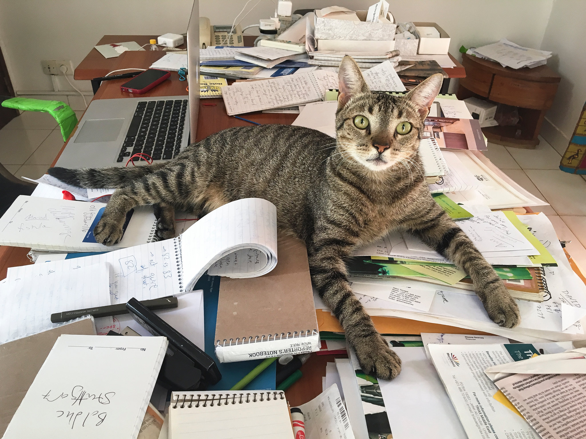 The Real Bureau Cats of NYT
