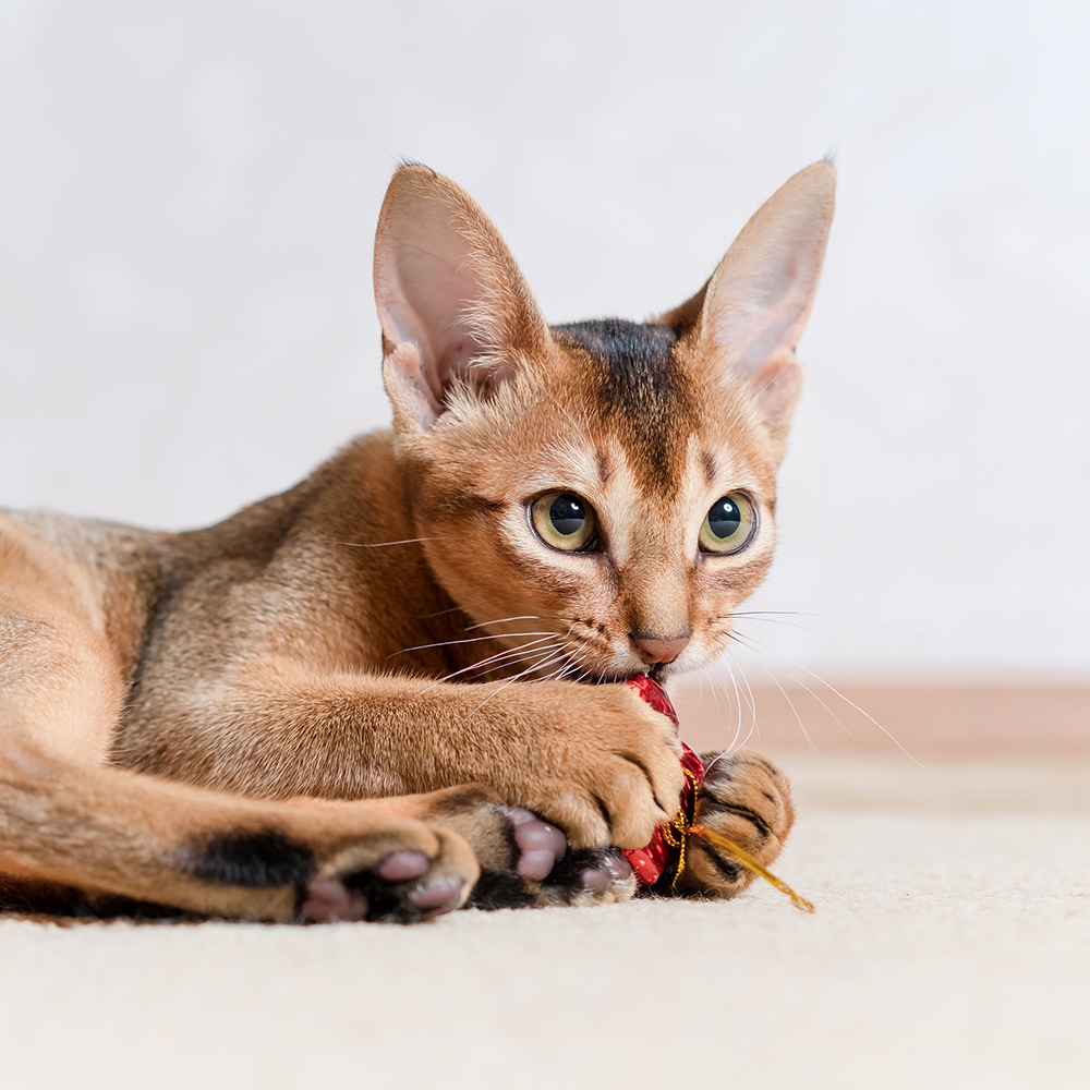 Abyssinian