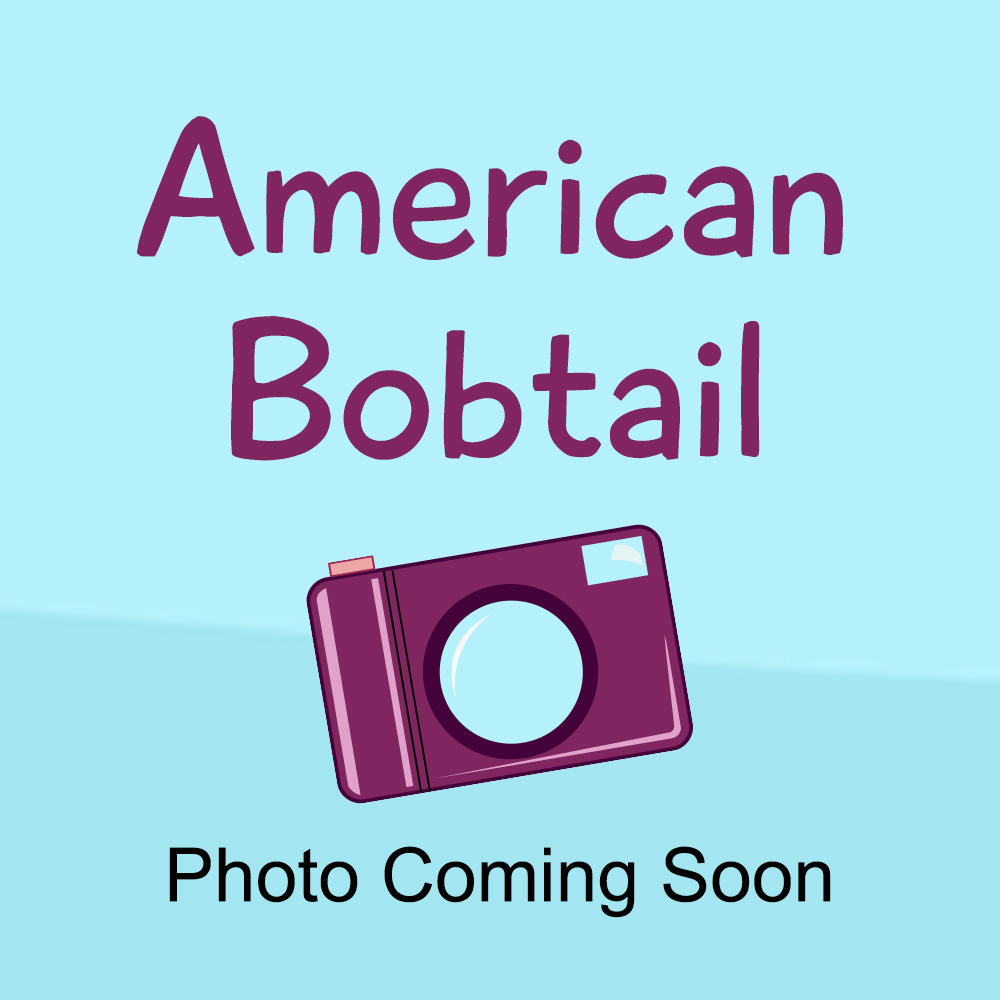 American Bobtail