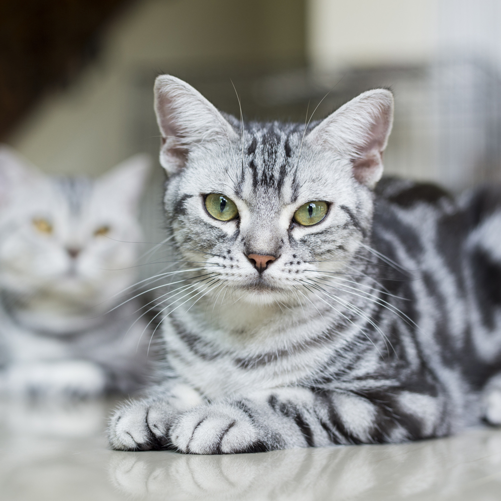 American Shorthair