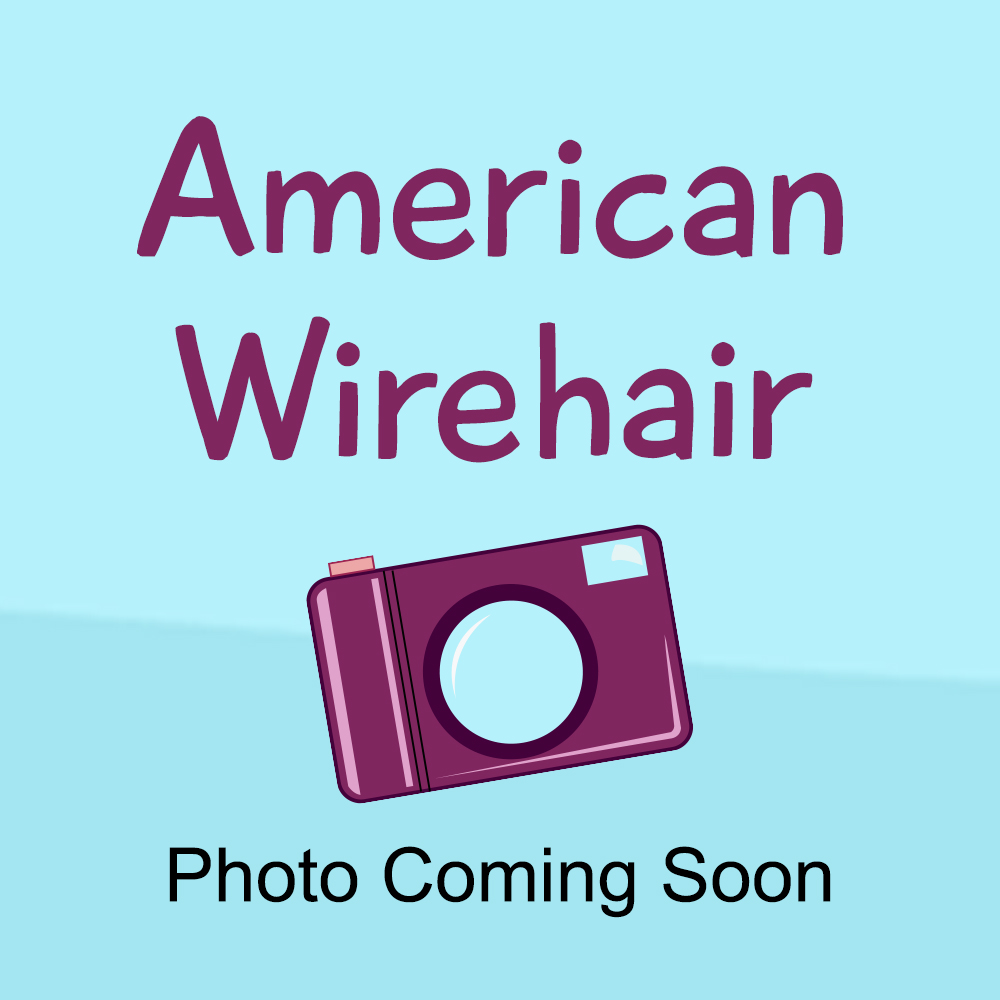 American Wirehair