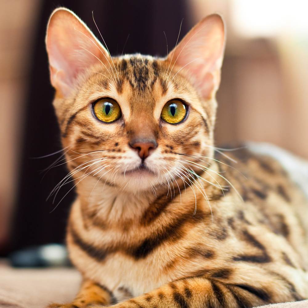 Bengal