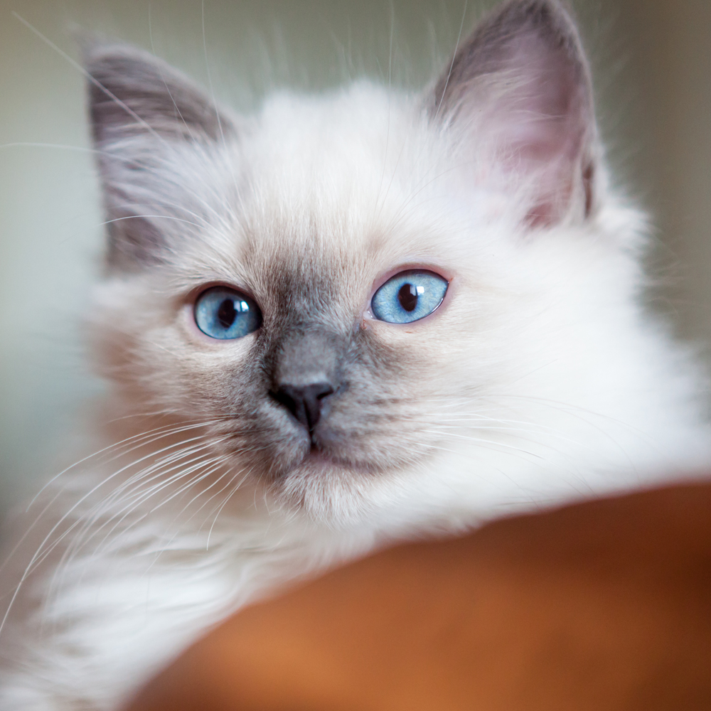 Birman