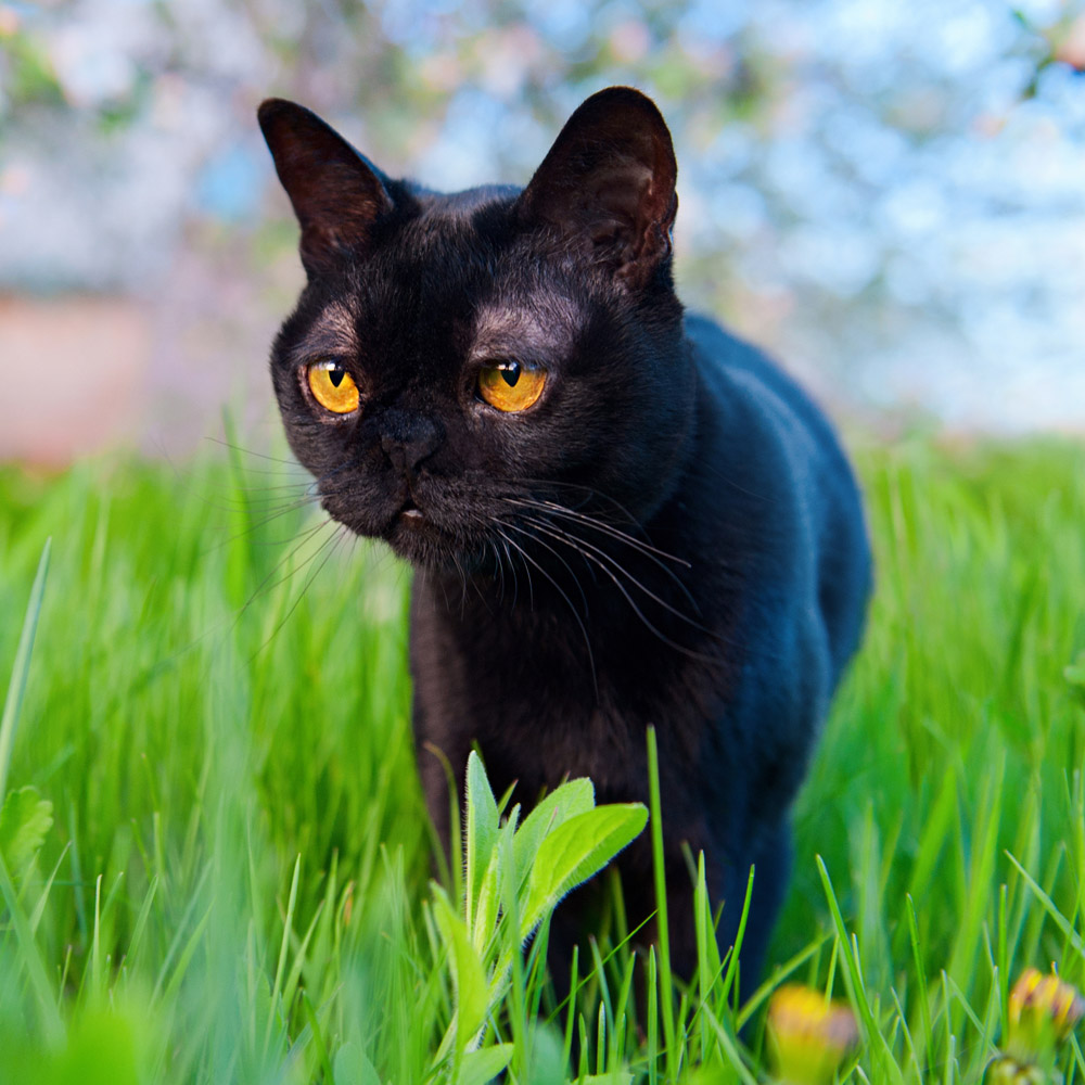 Bombay Cat For Sale