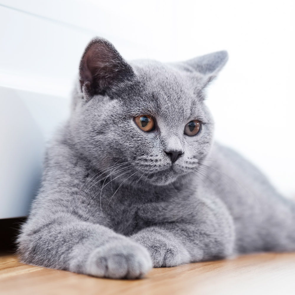 British Shorthair