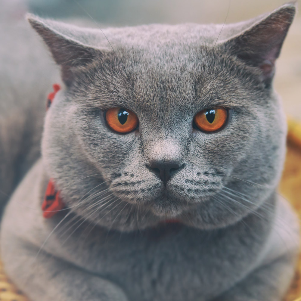 Chartreux