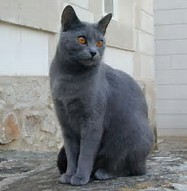 Photo of Chartreux