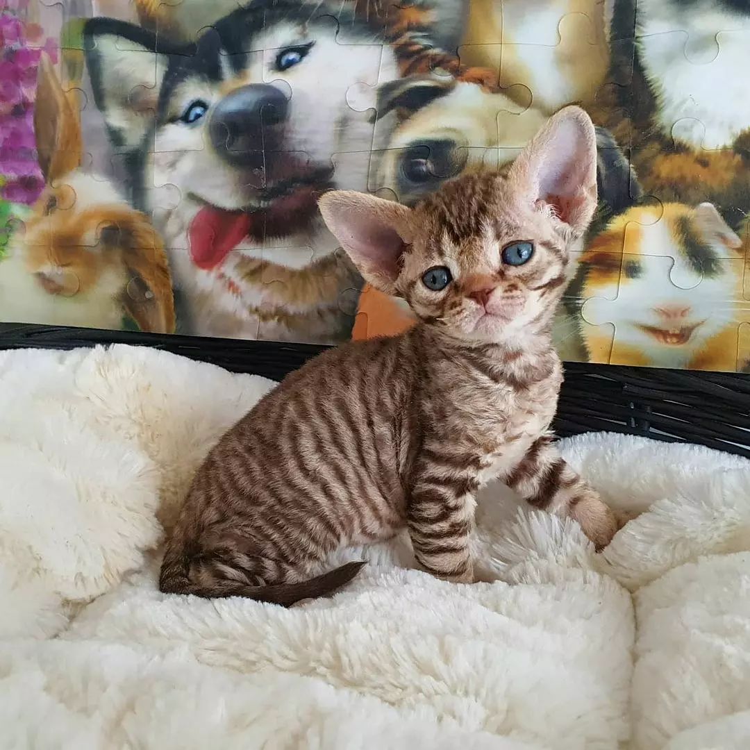 Devon Rex Kittens Available Devon Rex Kitten for sale in Los angels , California Cat Bright