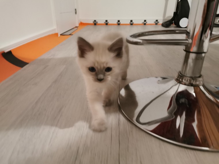 Lilly - Ragdoll Kitten for sale in San Diego, California ...