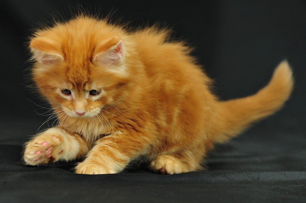 Crowfield - Maine Coon Kitten for sale in Montgomery, Alabama | Cat ...