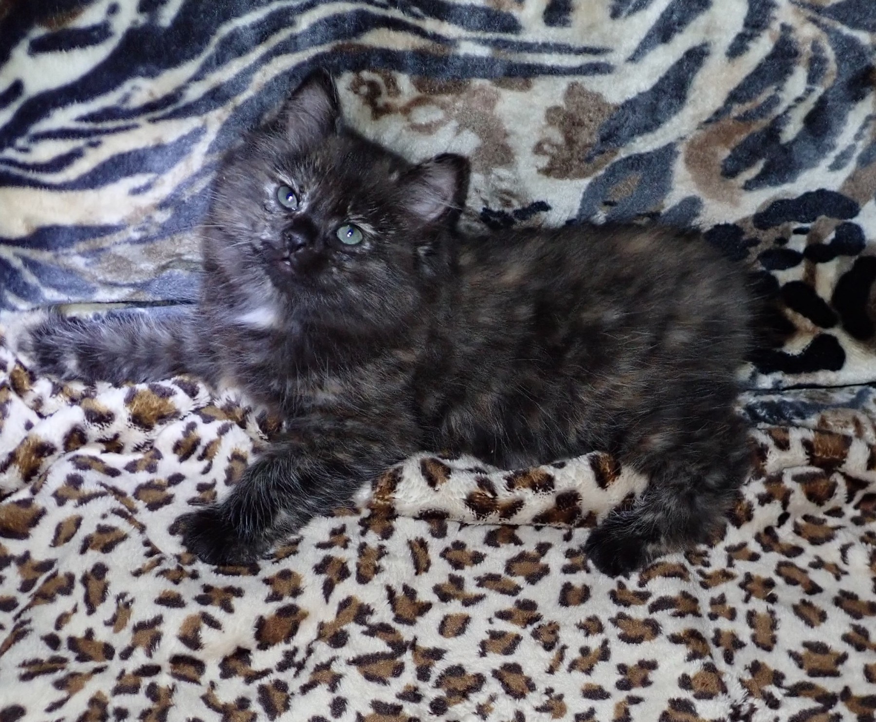 “Galaxia” American Bobtail Kitten for sale American Bobtail Kitten