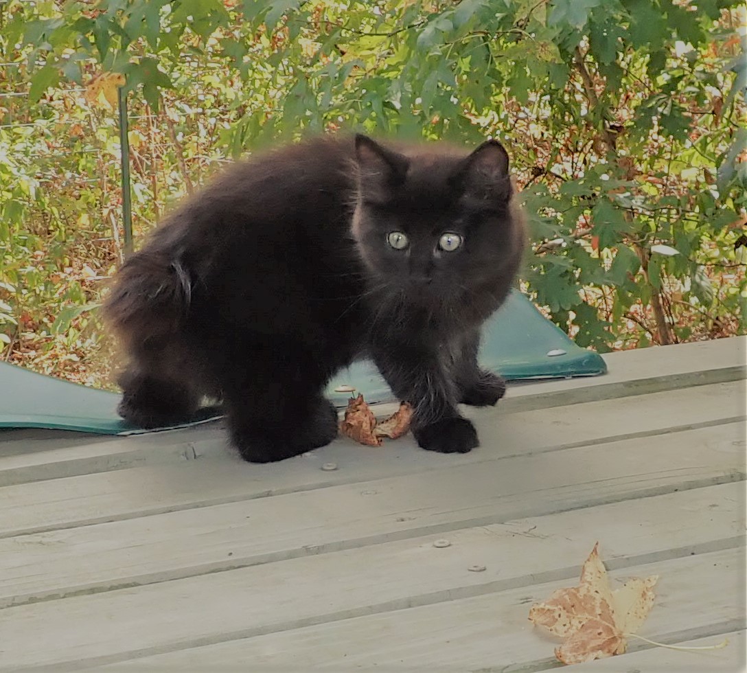 black american bobtail cat