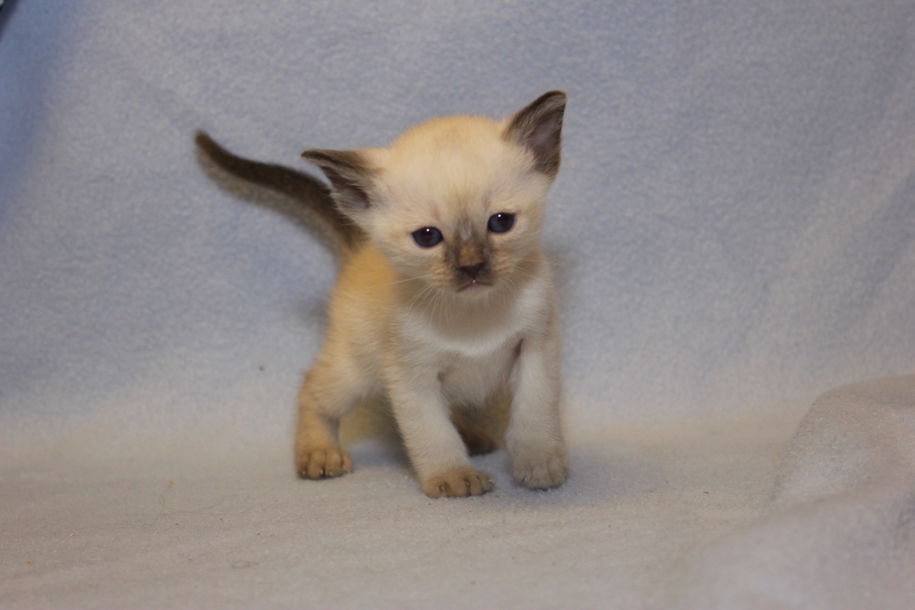 tonkinese kittens for sale near me