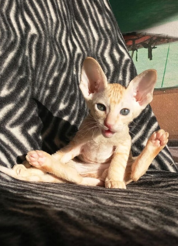 peterbald cat for sale near me