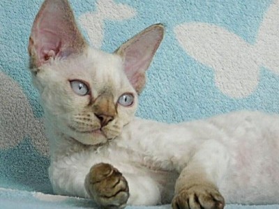 Devon Rex gorgeous kittens
