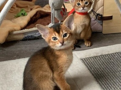 Abyssinian Kittens Available
