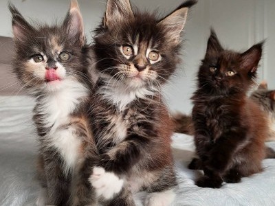 Maine Coon Kittens Available