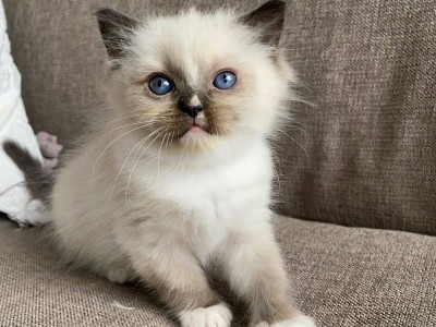 Ragdoll Kittens Available