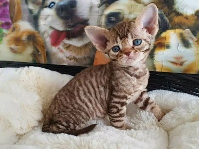 Devon Rex Kittens Available