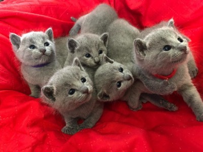 Russia Blue Kittens Available