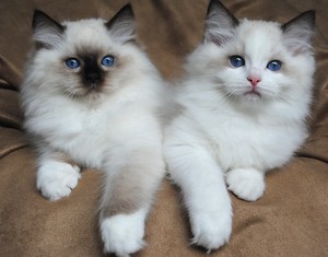 Home Raised Ragdoll Kittens