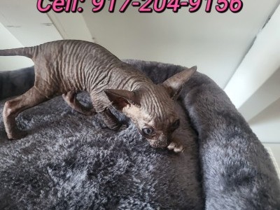 New York Sphynx Cats for Sale Female and Male Black Canadian Sphynx Kittens 8Week 917-204-91fivesix