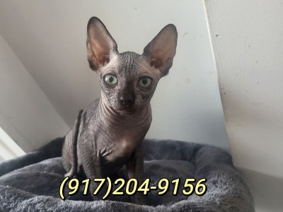 New Jersey Sphynx Cats Boy and Girl Black Canadian Sphynx Kittens 8Week Pickup Only 917-20491fivesix