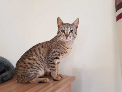 Ocicat for sale