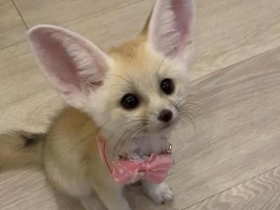 Lovely Registered Fennec fox AVAILABLE