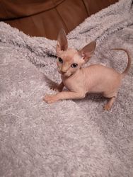 sphynx kittens