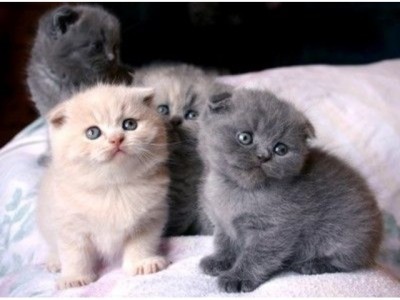 adorable scottish fold kittens for sale