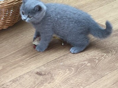 British Shorthair Kittens Available