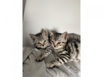 bengal kittens available