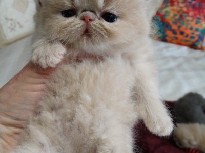 Cream exotic shorthair