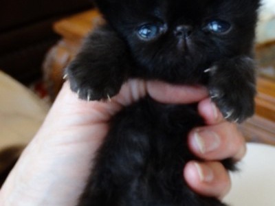 Black Female Exotic Shorthair