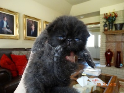 Exotic Shorthair Black Male Kitten