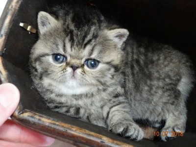 Exotic Shorthair, CFA Brown Tabby