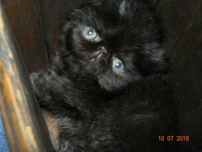 Black Female Exotic Shorthair