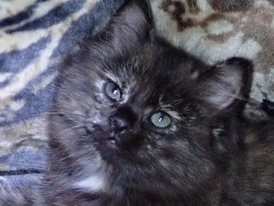 “Galaxia” American Bobtail Kitten for sale