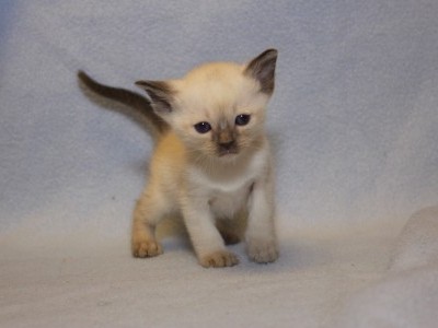 Tonkinese Kitten 1