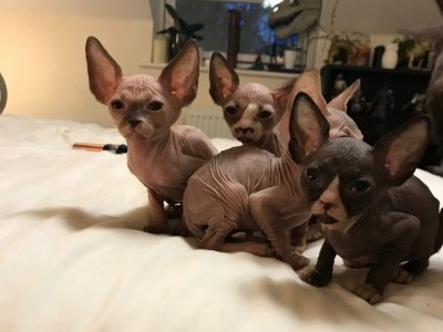 Sphynx Kittens Available