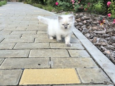 Ragdoll Kittens ready to go